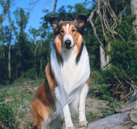 Lassie's adventures beyond the screen: Books, comics, and more